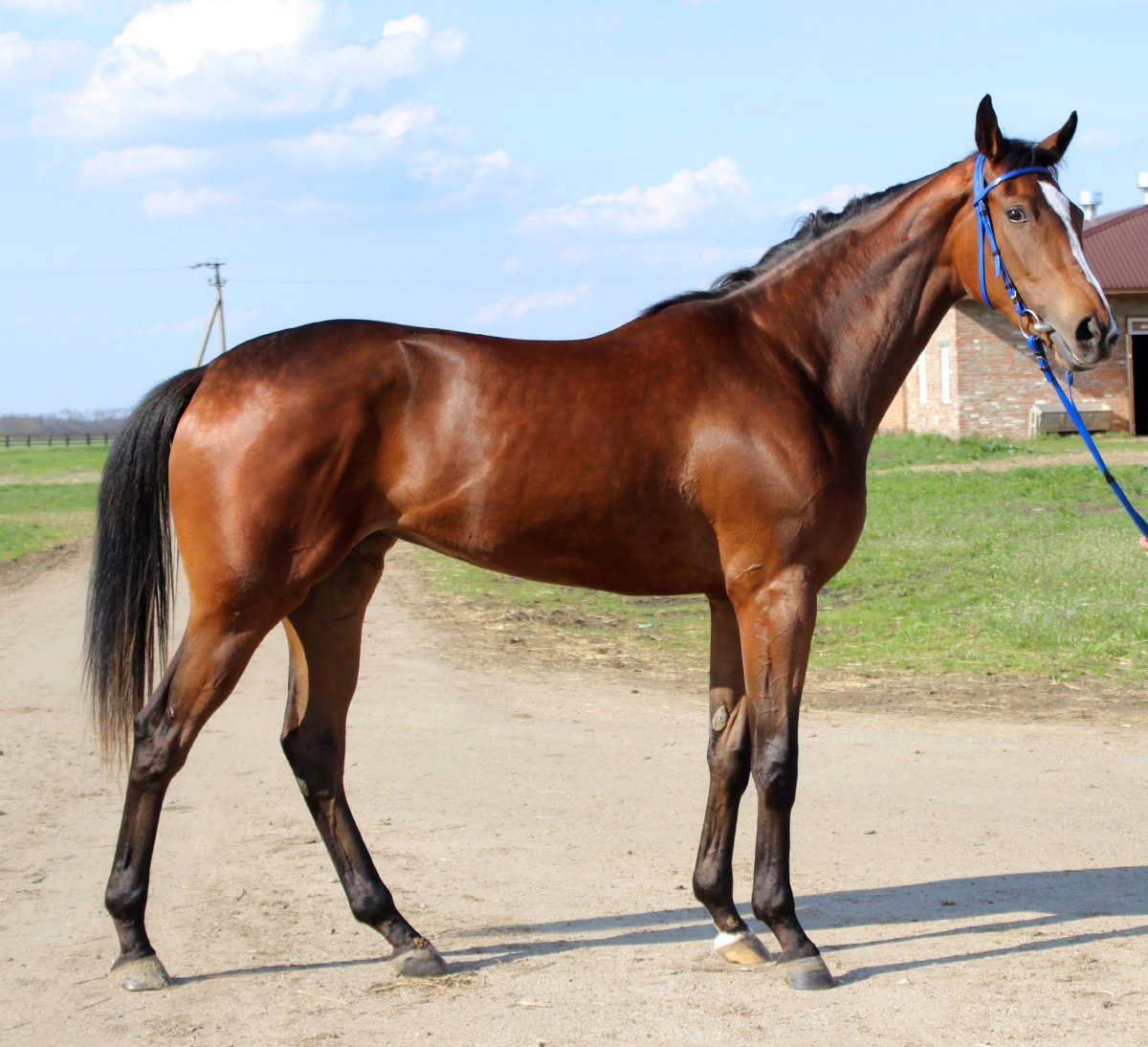 Гнедой рысак