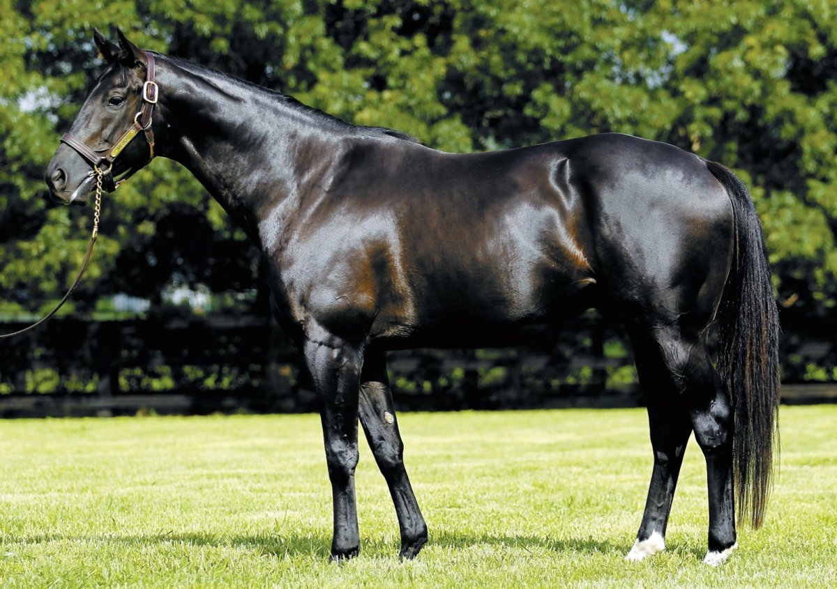 Английская чистокровная верховая лошадь