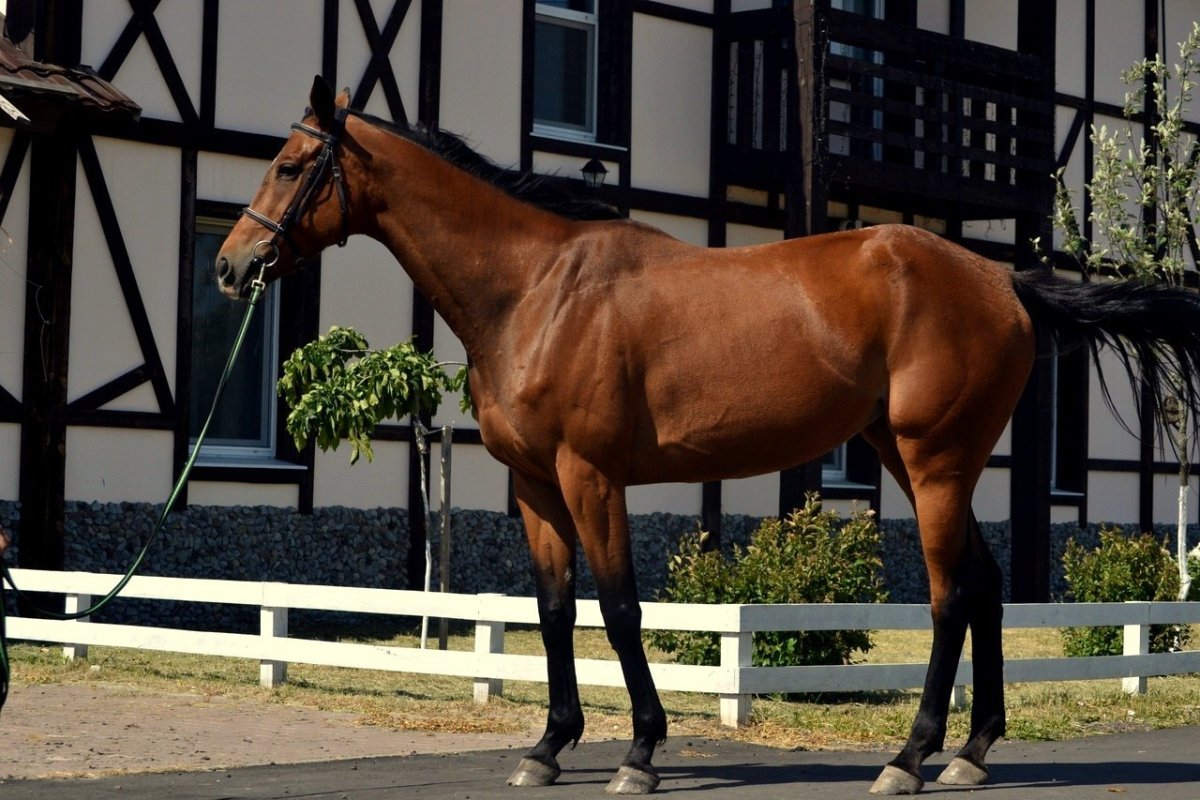 Чистокровная верховая лошадь