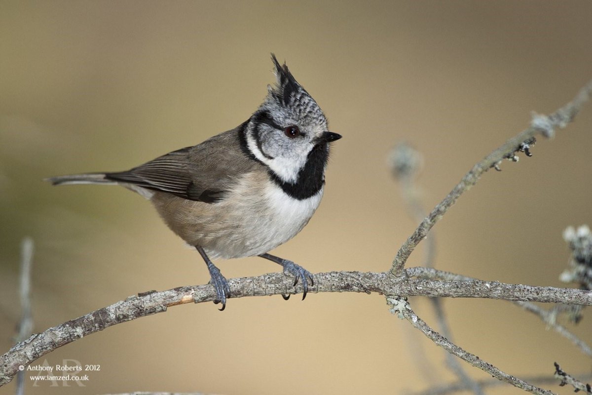 Синица хохлатая птица