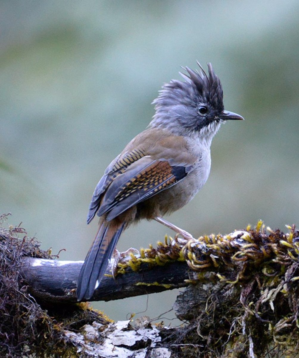 Сойка хохлатая