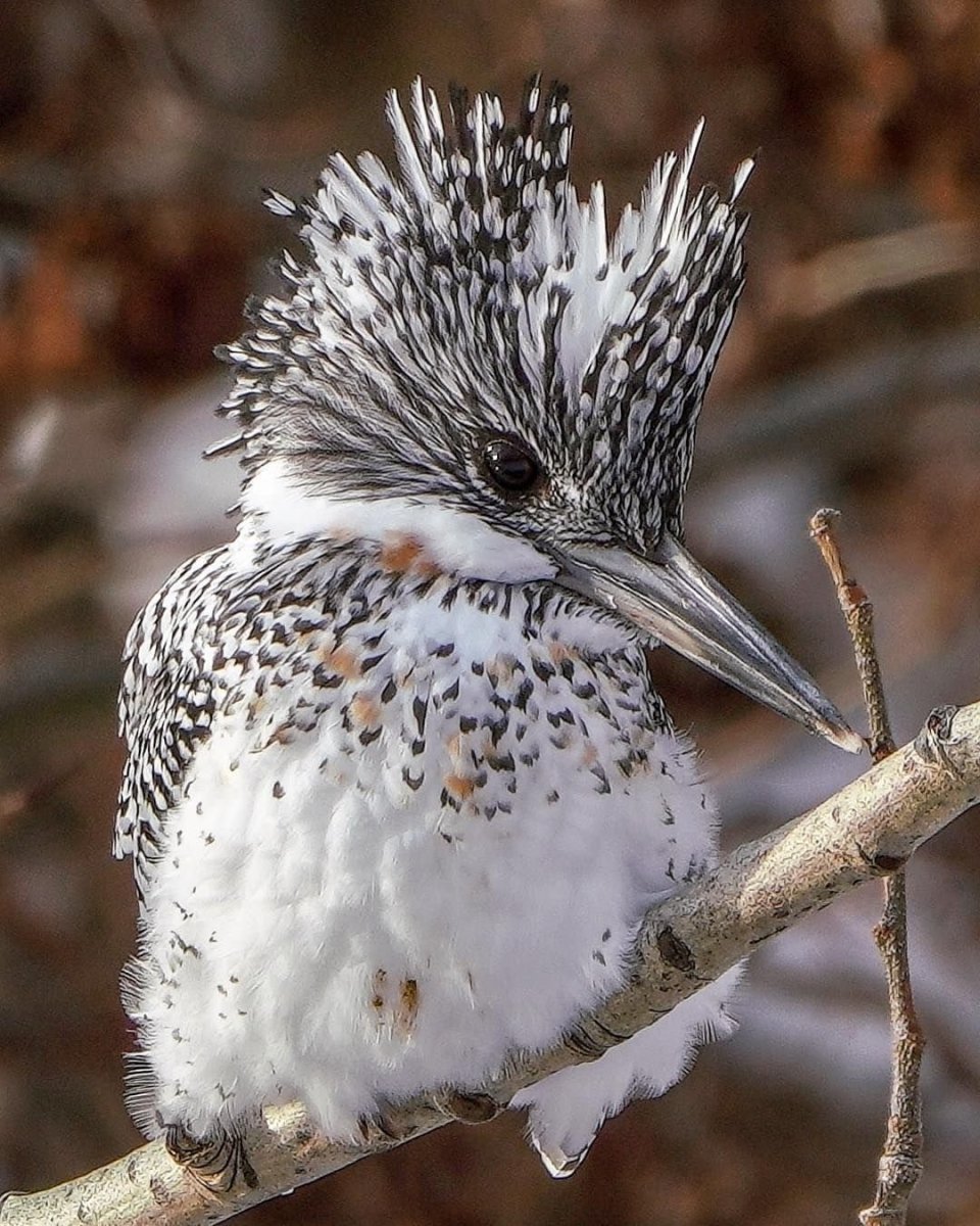 Большой Пегий Зимородок