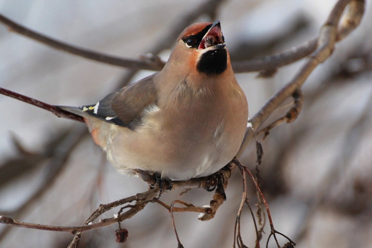 Птичка с хохолком в Ленинградской области
