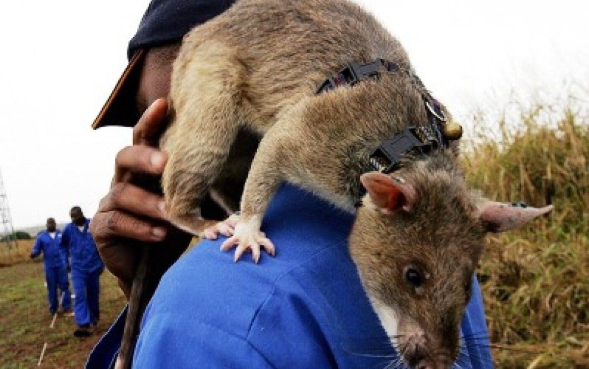 Гигантская сумчатая крыса Африканская