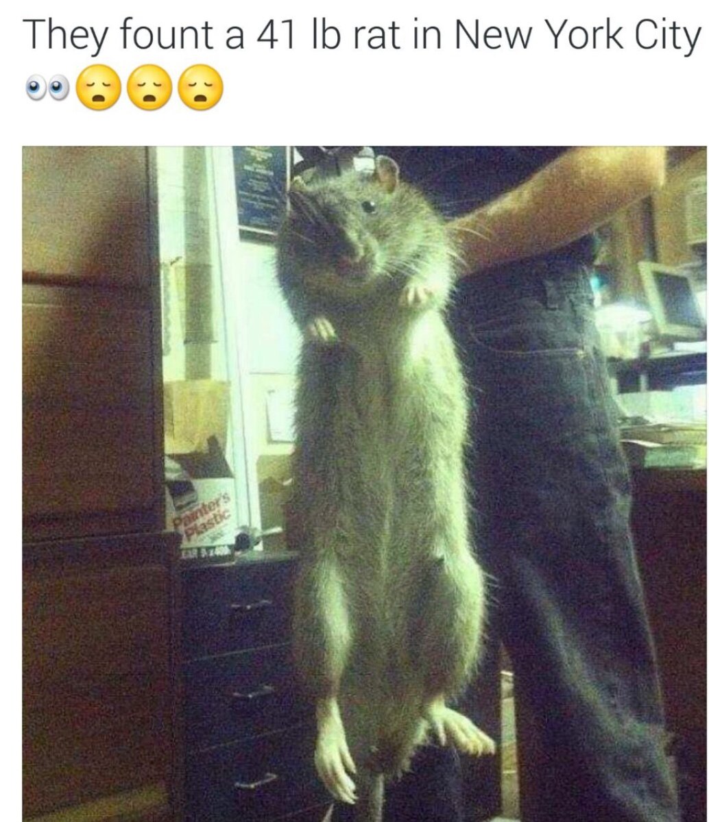 Самая большая крыса в мире