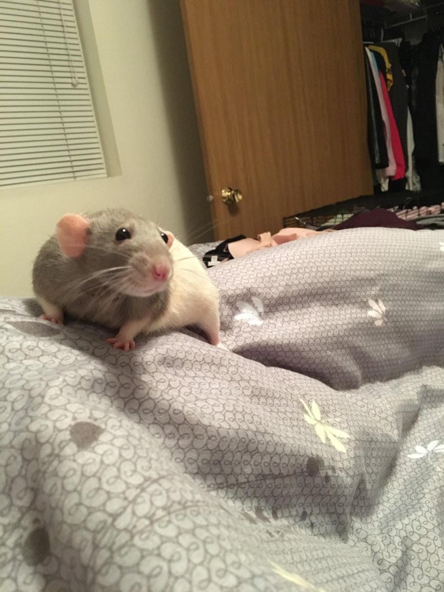 Крыса из инстаграмма