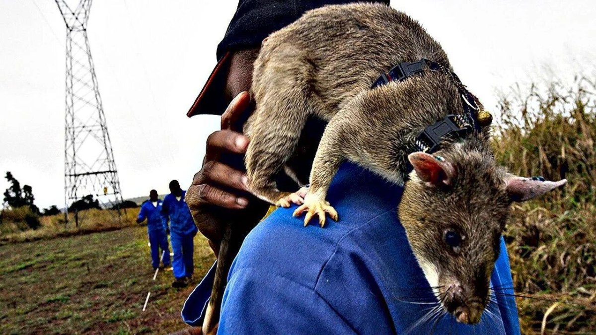 Гигантская сумчатая крыса Африканская