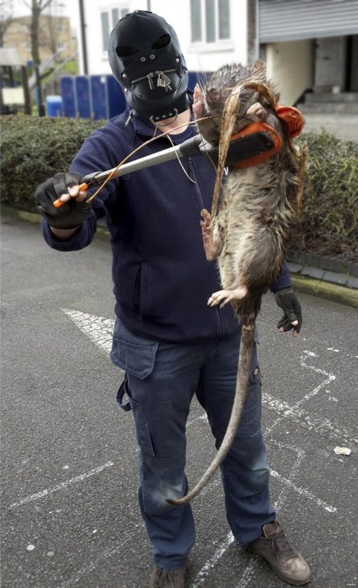 Криса каламуш