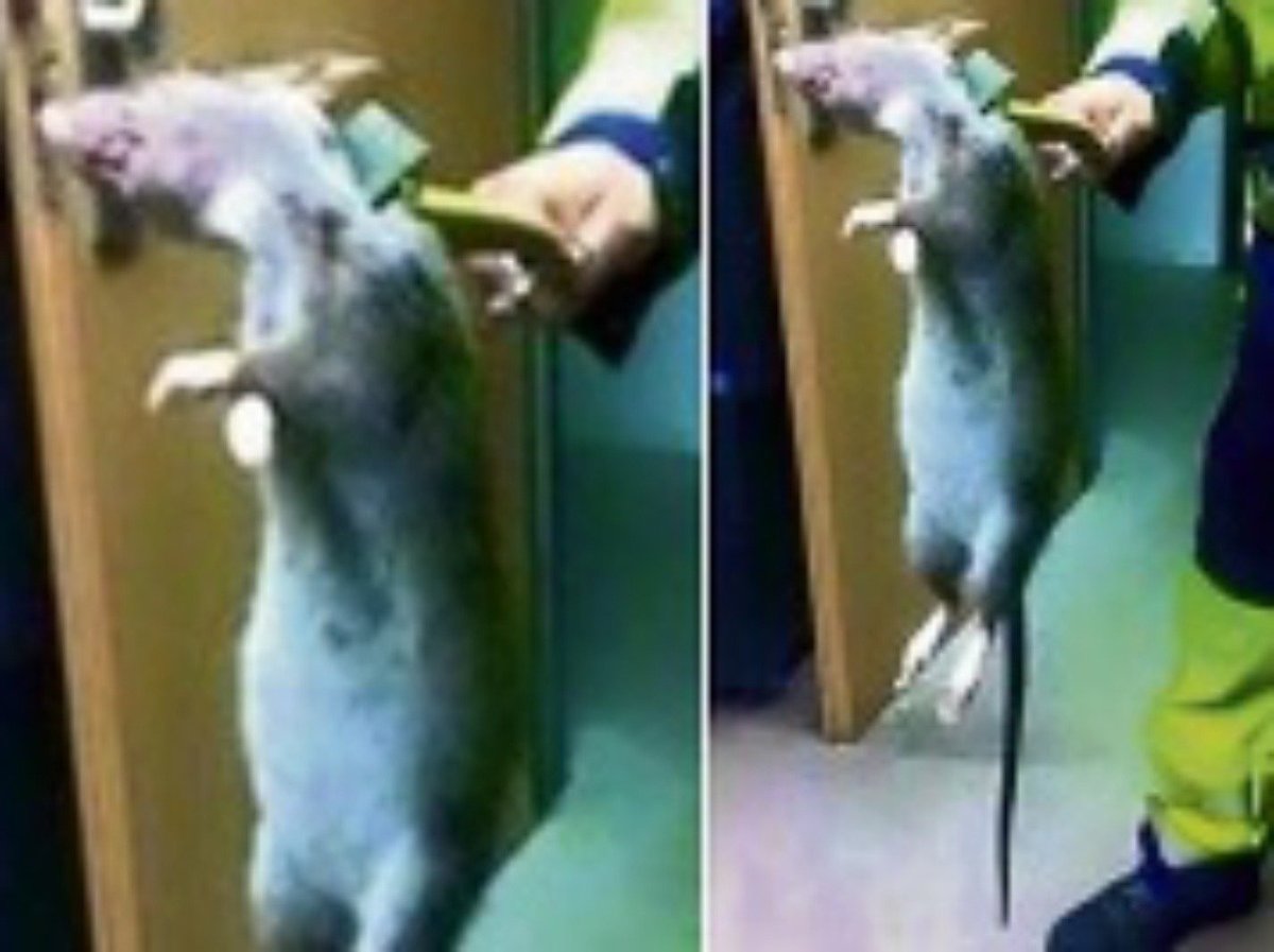 Крыса Пасюк в Московском метро