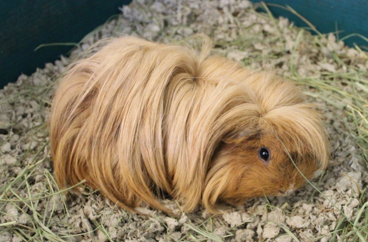 Породы морских свинок ангорская