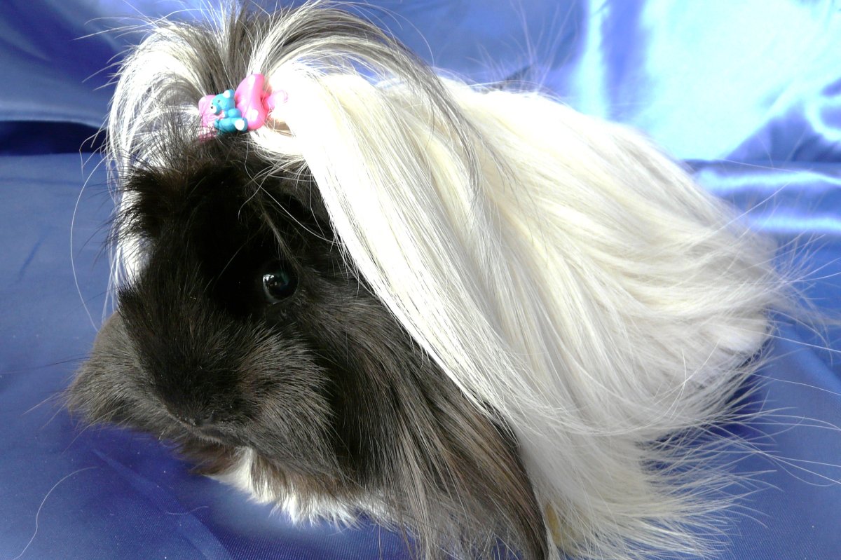 Морская Свинка шелти белая