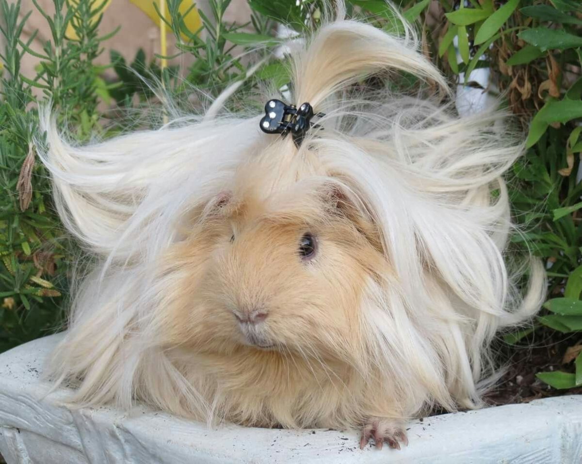 Морская Свинка ангорская длинношерстная