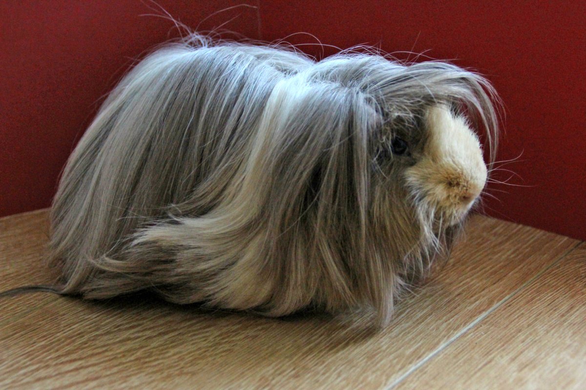 Перуанская розеточная морская Свинка