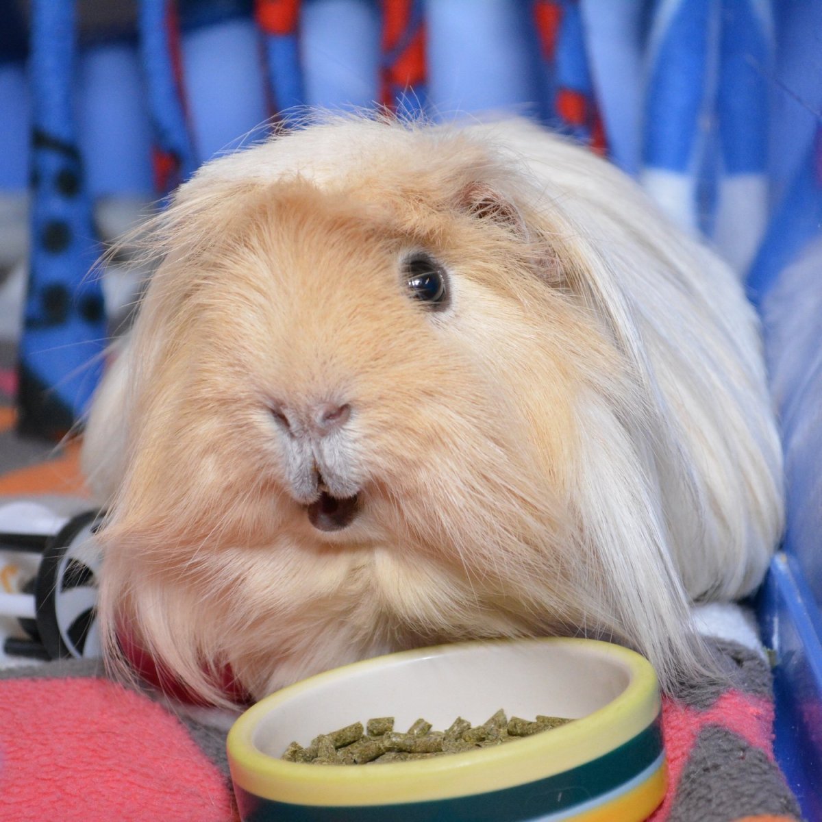 Морская Свинка Гуинея