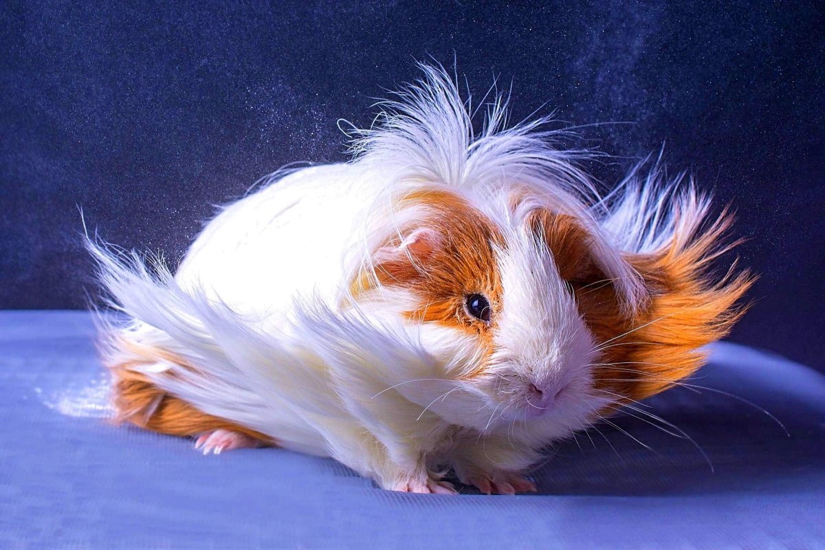 Ангорская морская Свинка