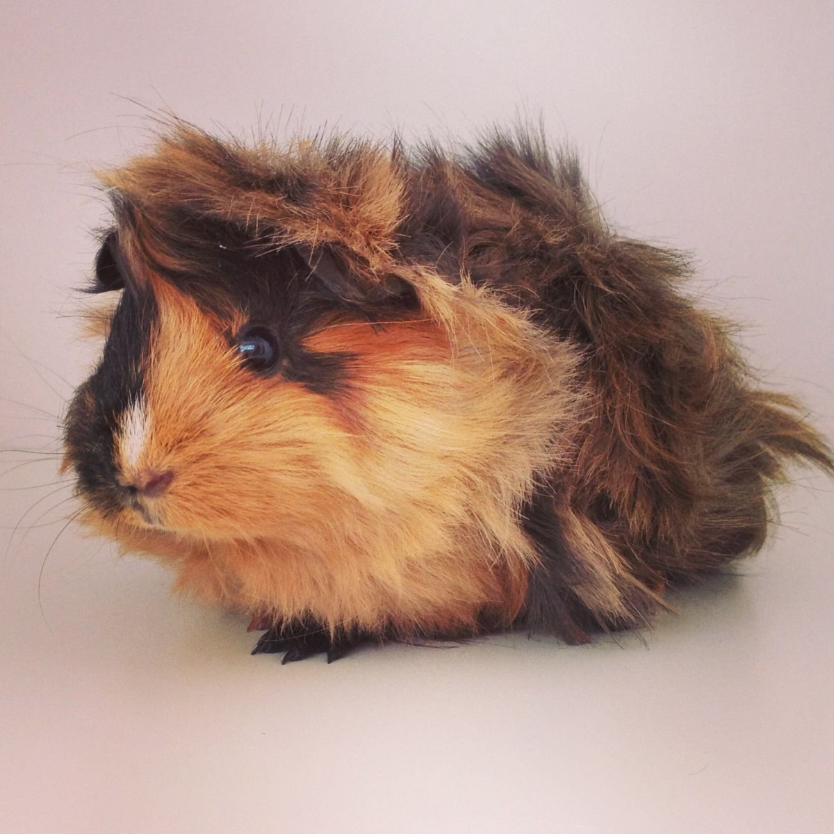 Морская Свинка черепаховая с белым