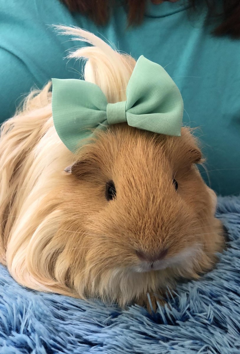 Лысая морская Свинка