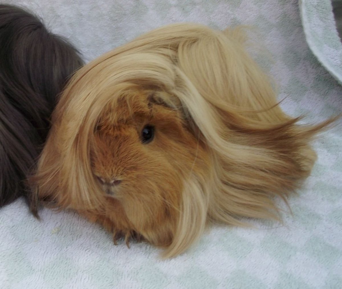 Морская Свинка ангорская длинношерстная