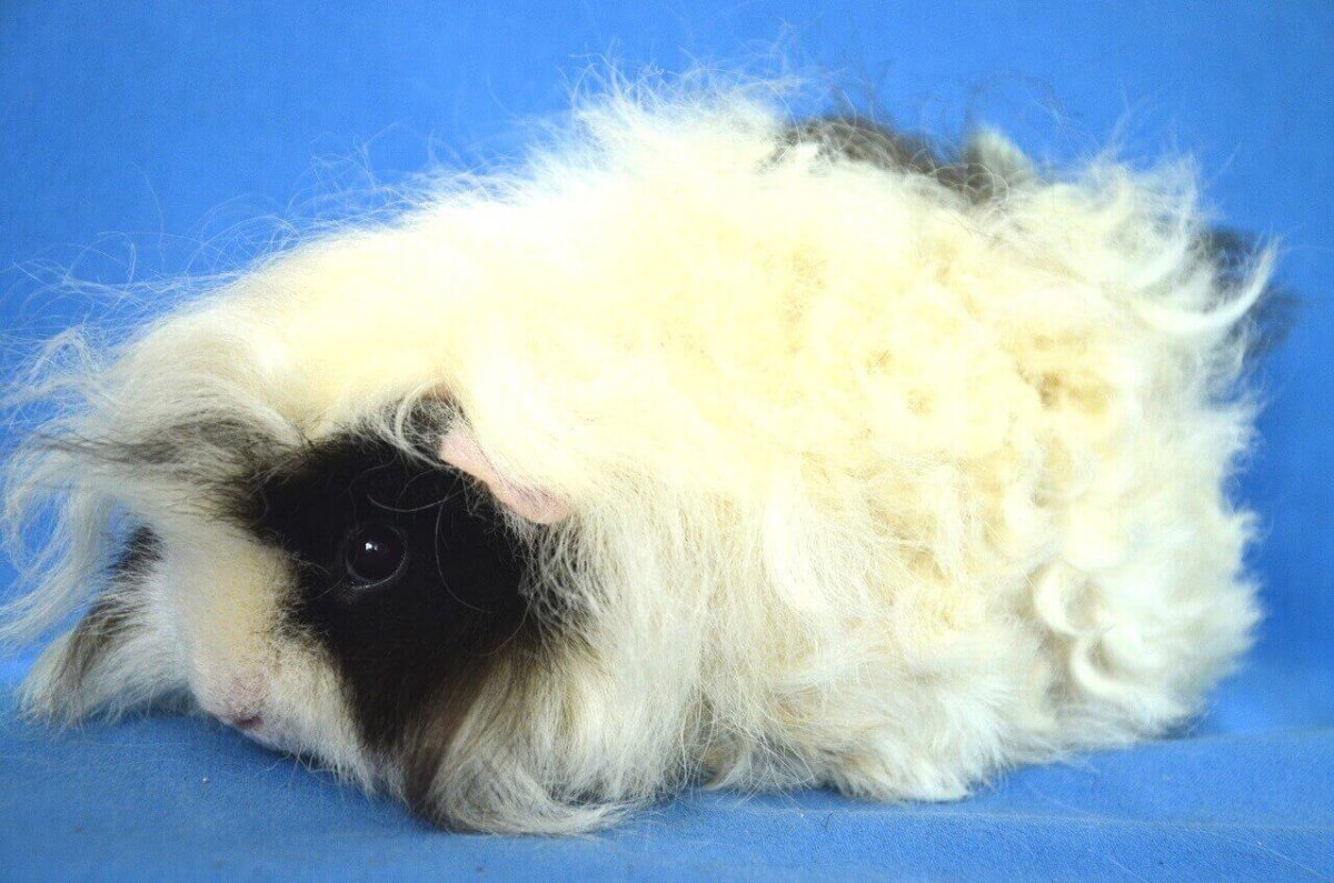 Хохлатая морская Свинка