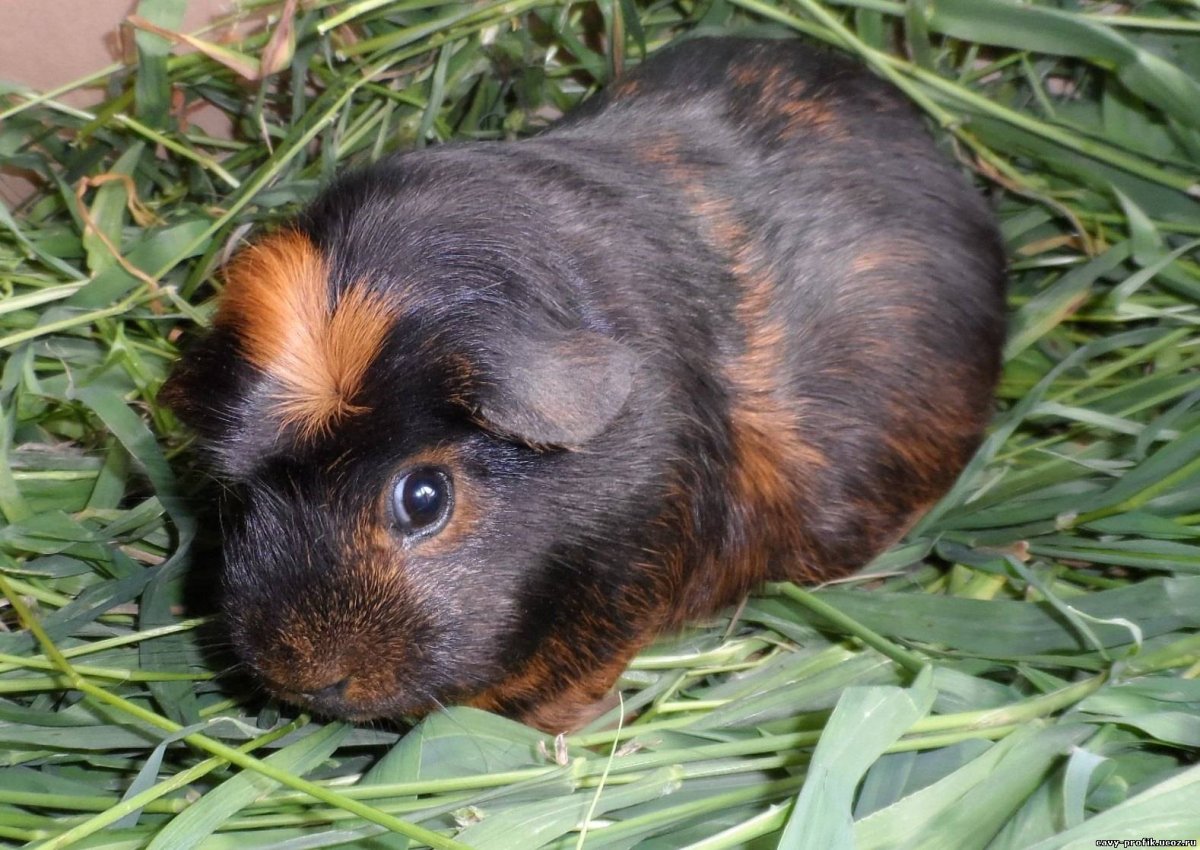 Морская Свинка рыжая с черным