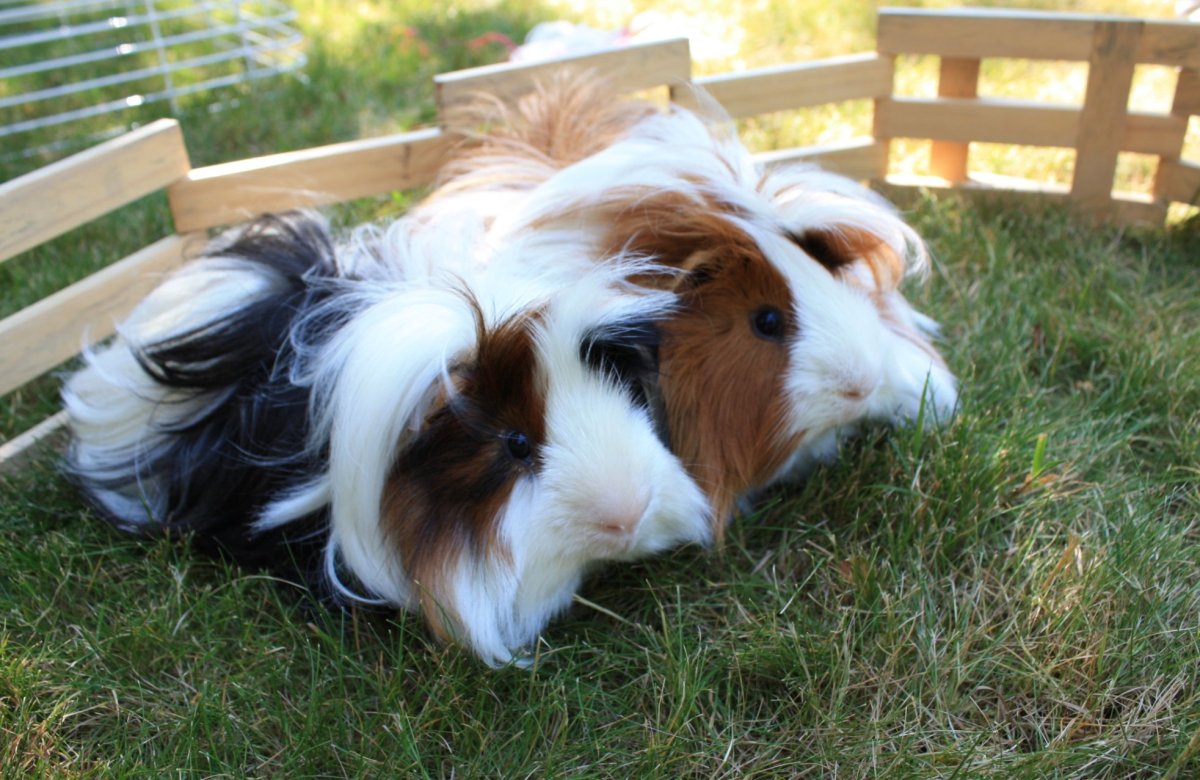 Морская Свинка породы шелти