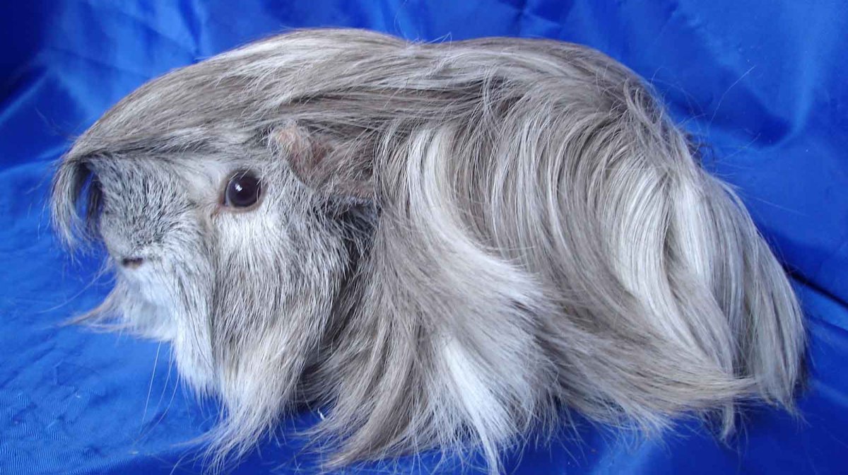 Морская Свинка ангорская розеточная