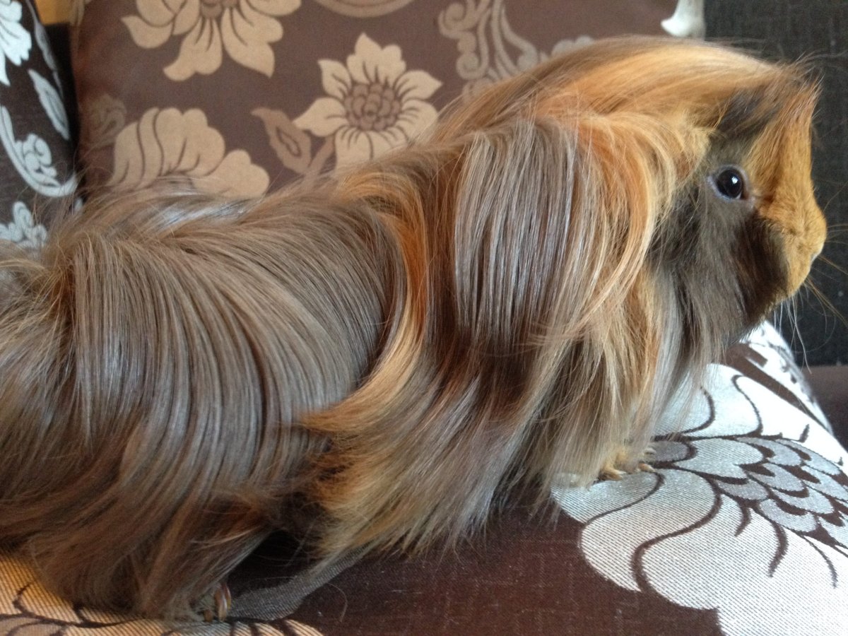 Морская Свинка Перувиан