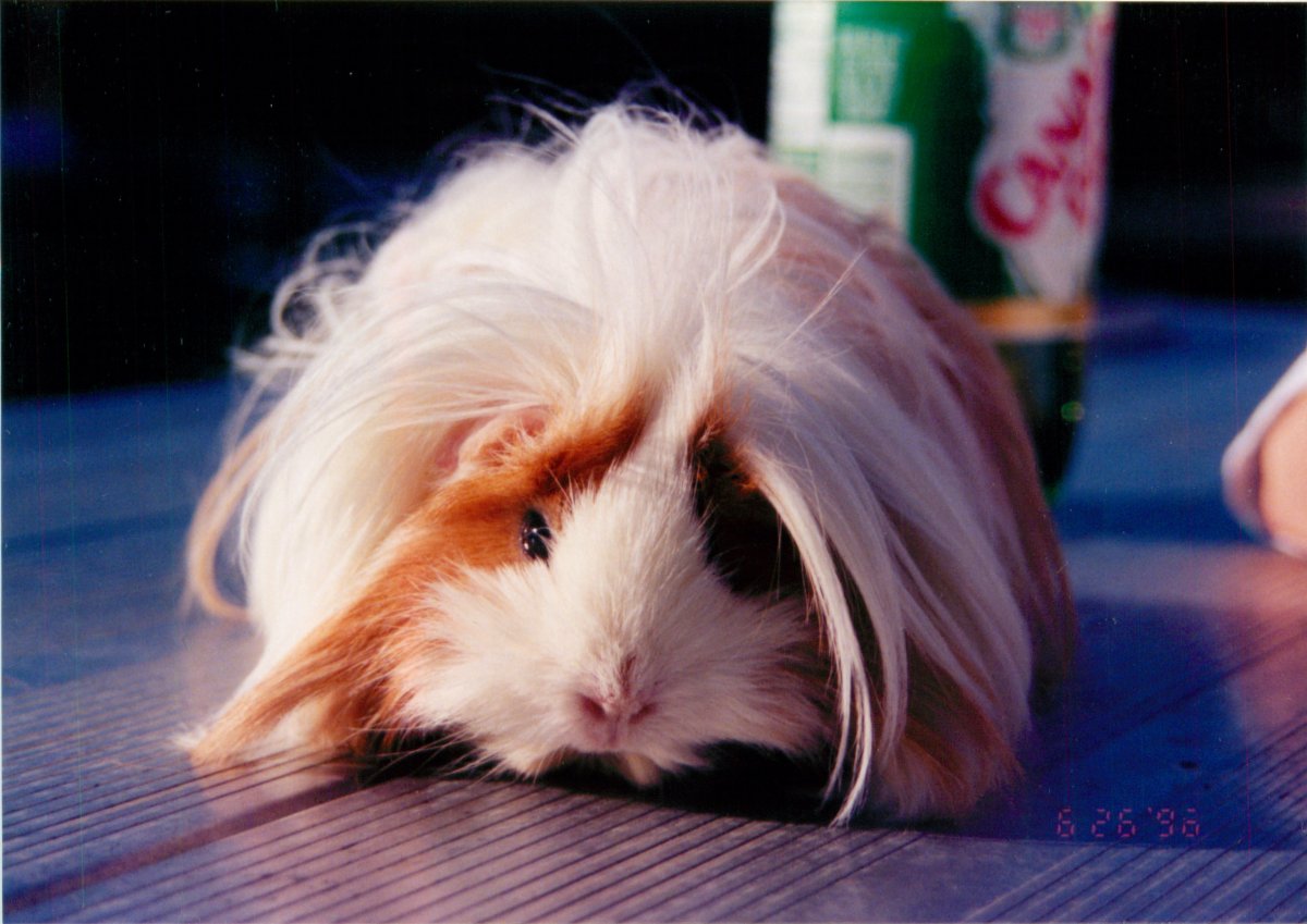 Морские свинки Индийцы