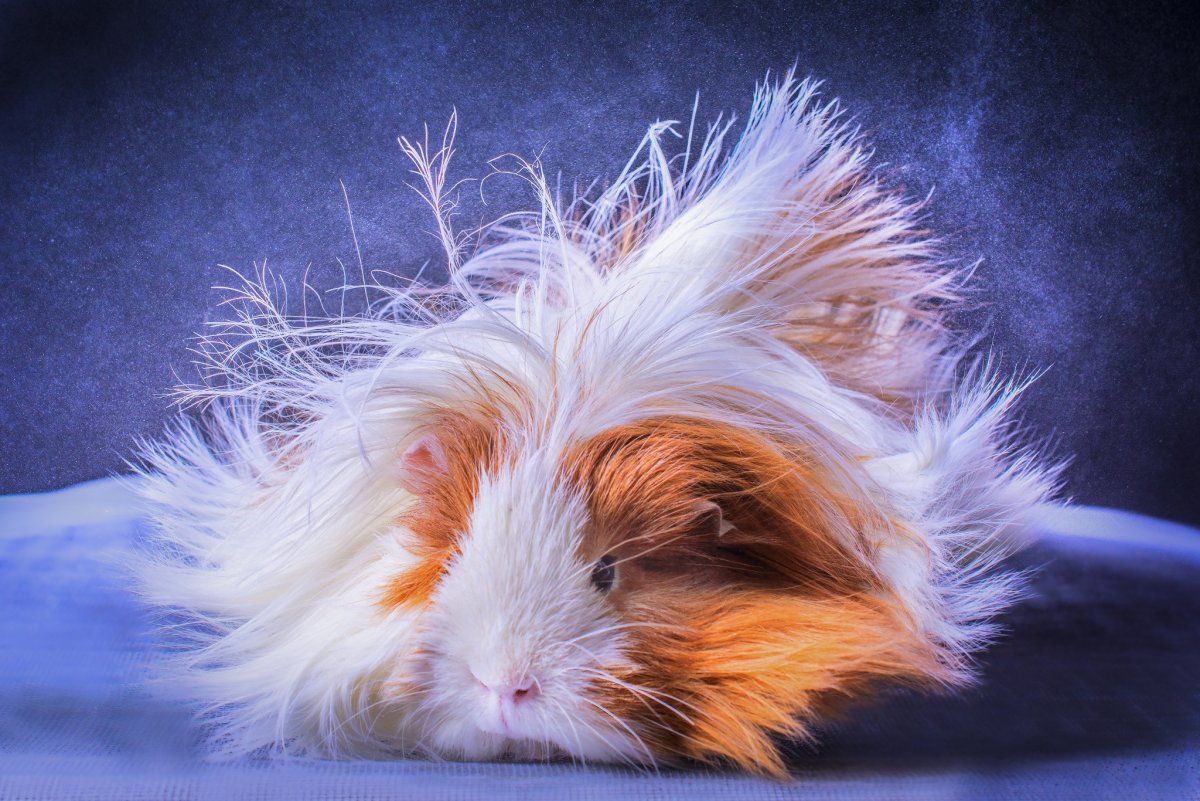 Морская Свинка пушистая розеточная