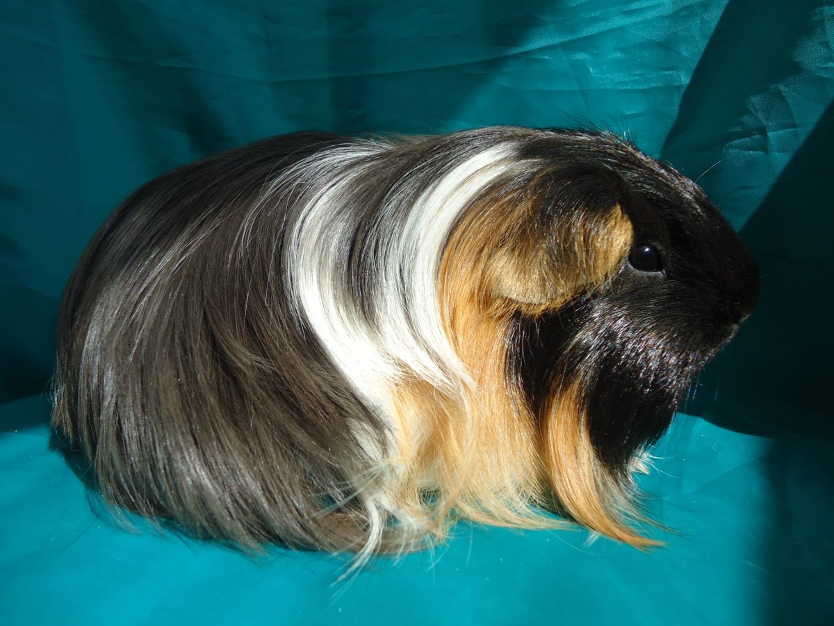 Коронет шелти морская Свинка