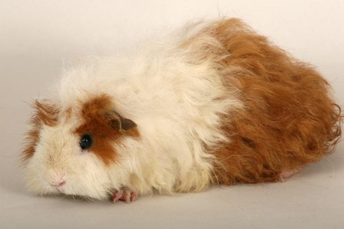 Морские свинки таксель