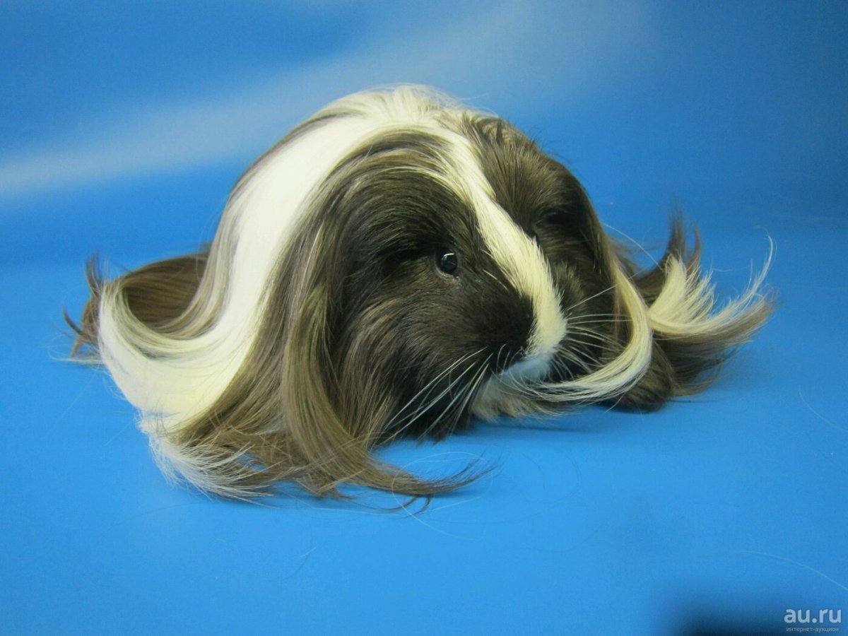 Морская Свинка Коронет белая