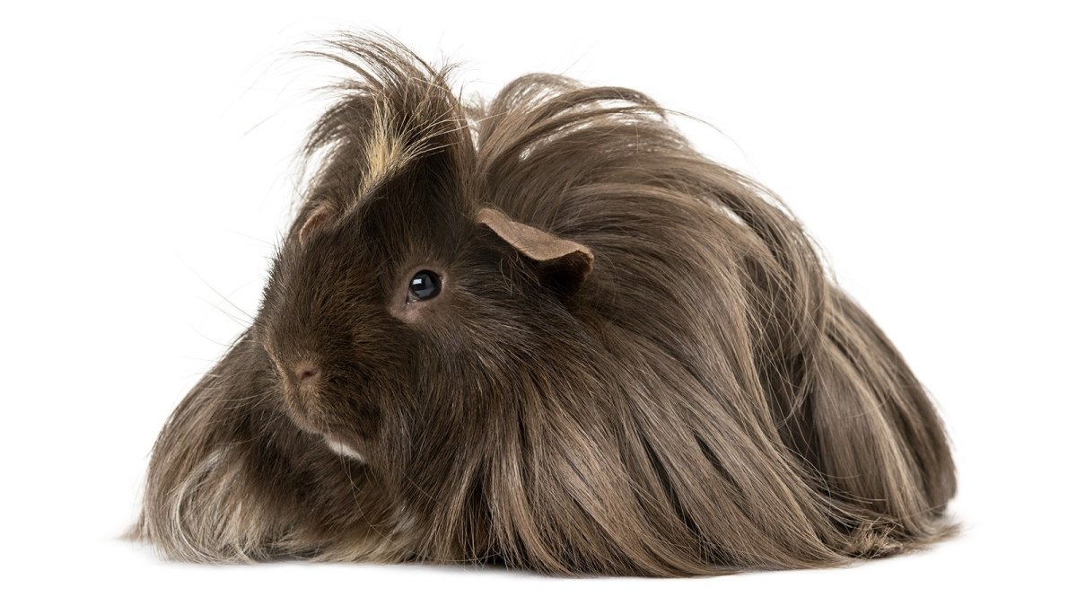 Морская Свинка лохматая