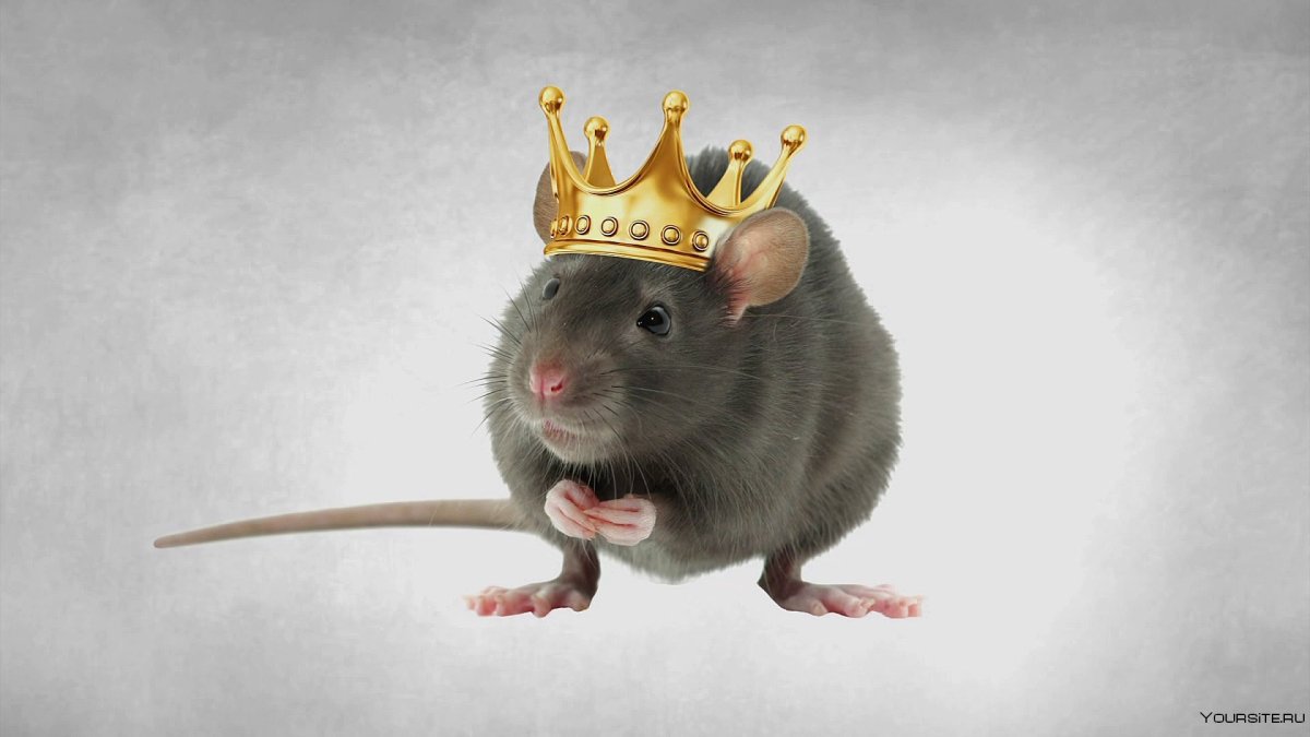 Крыса 4k