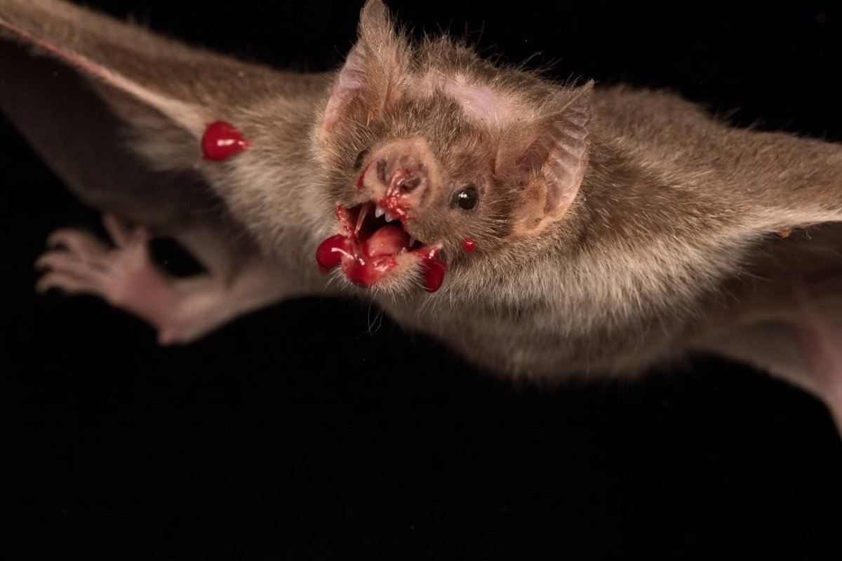 Обыкновенный вампир летучая мышь