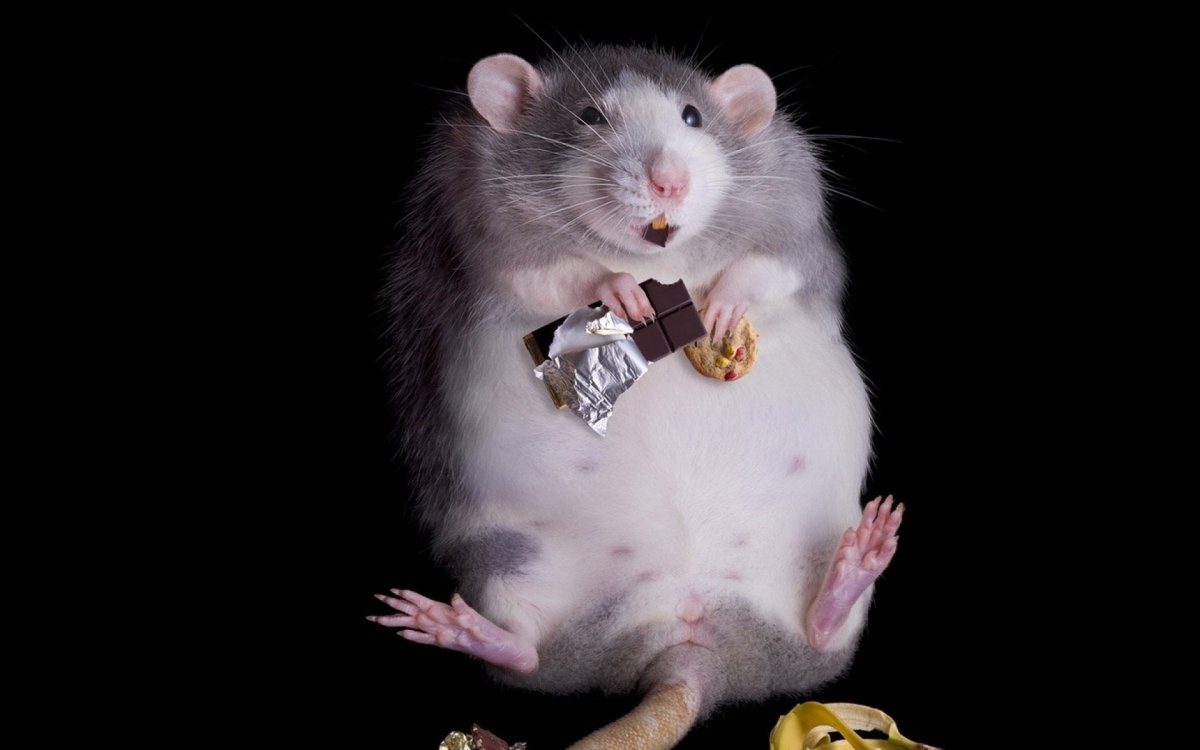 Жирная крыса