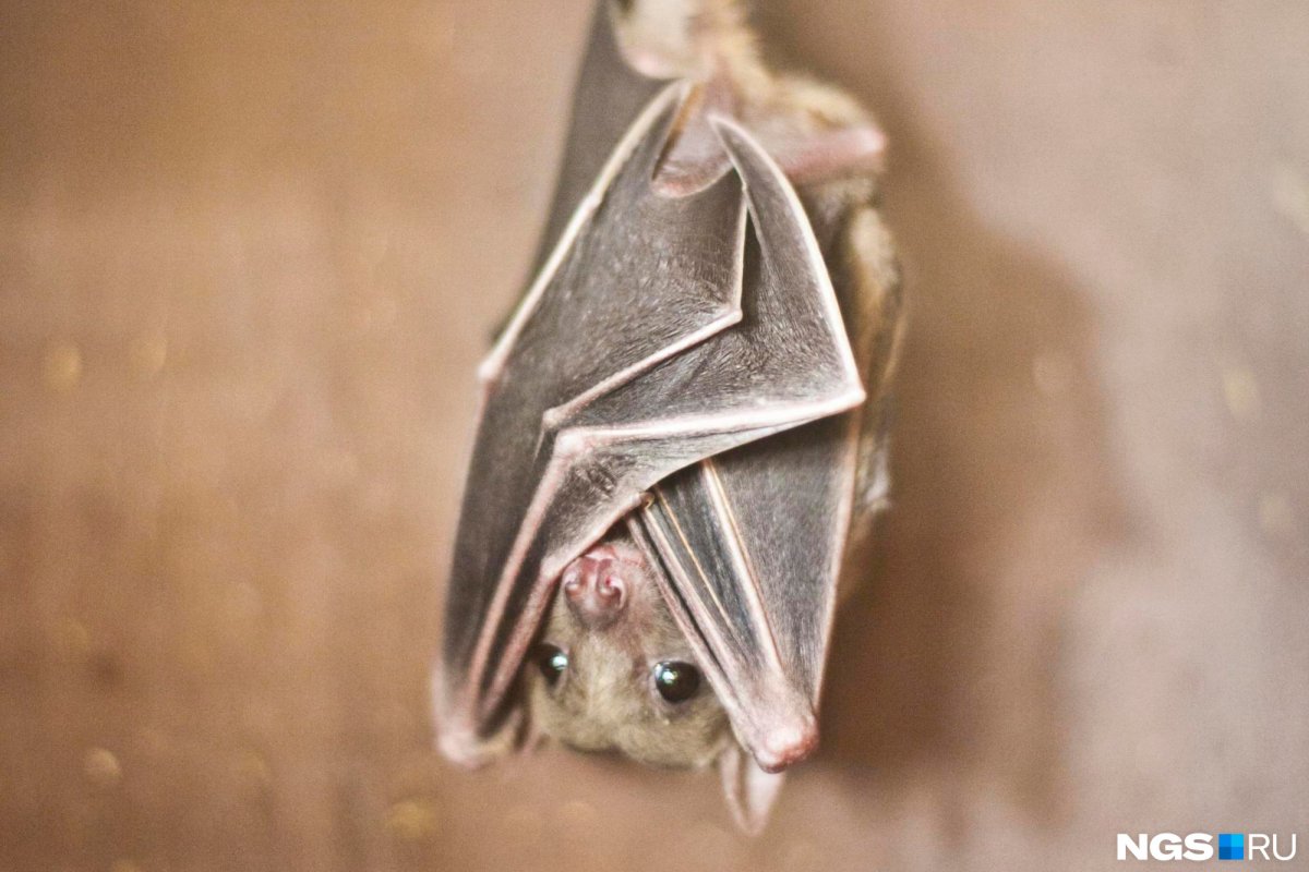 Rousettus aegyptiacus