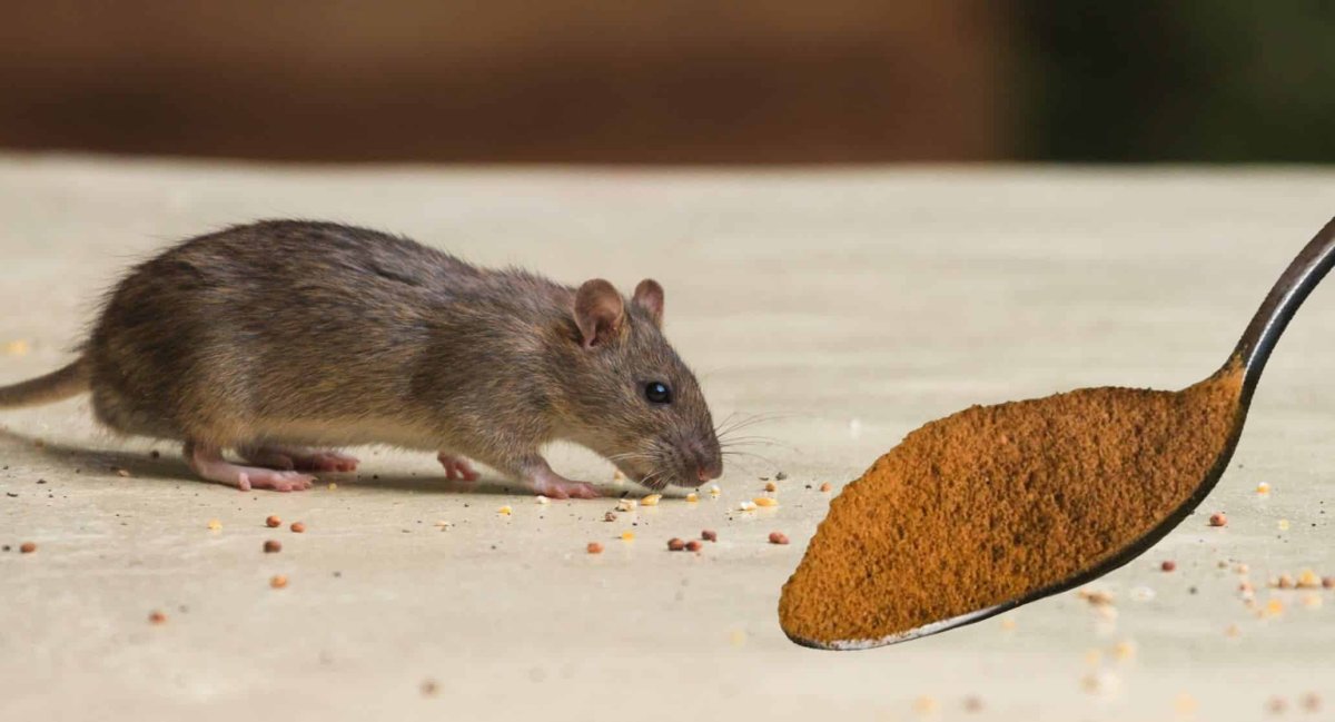 Мышь домашняя