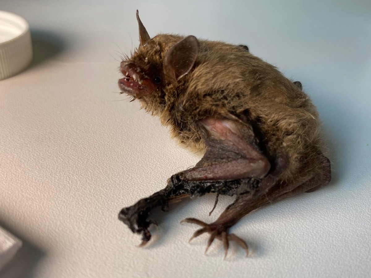 Летучий мышь сталкер