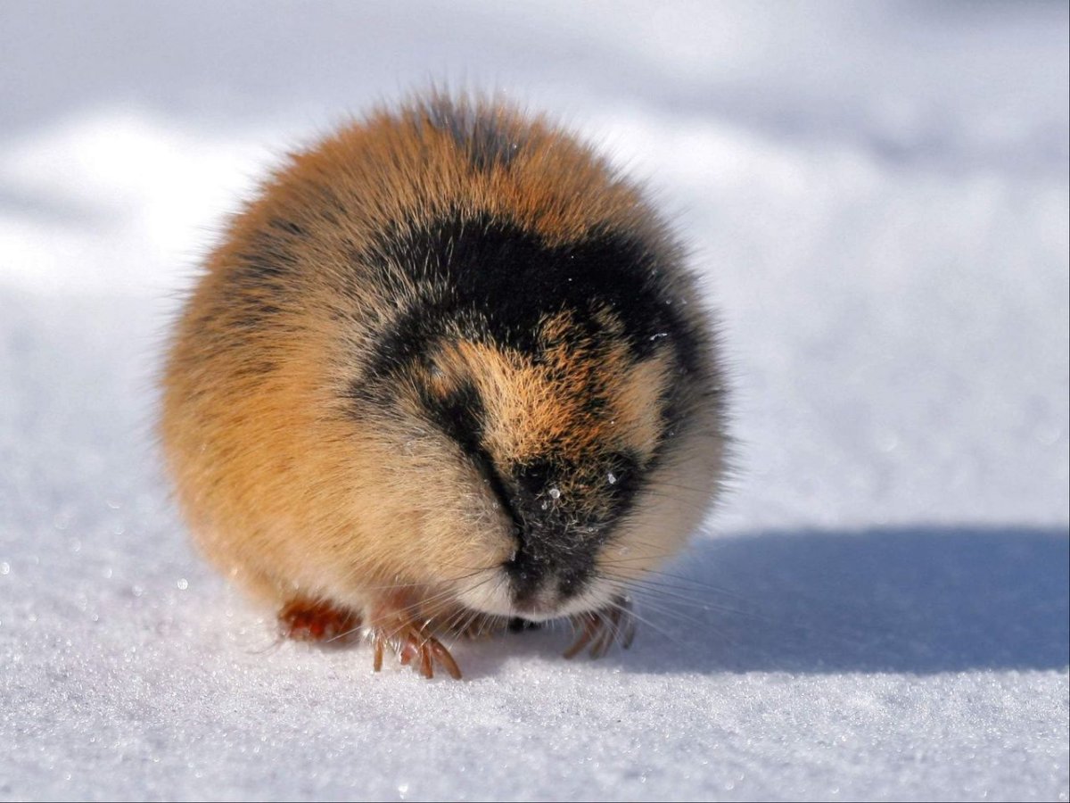 Лемминг Виноградова