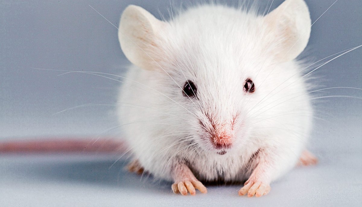 Крыса Дамбо белая с красными глазами