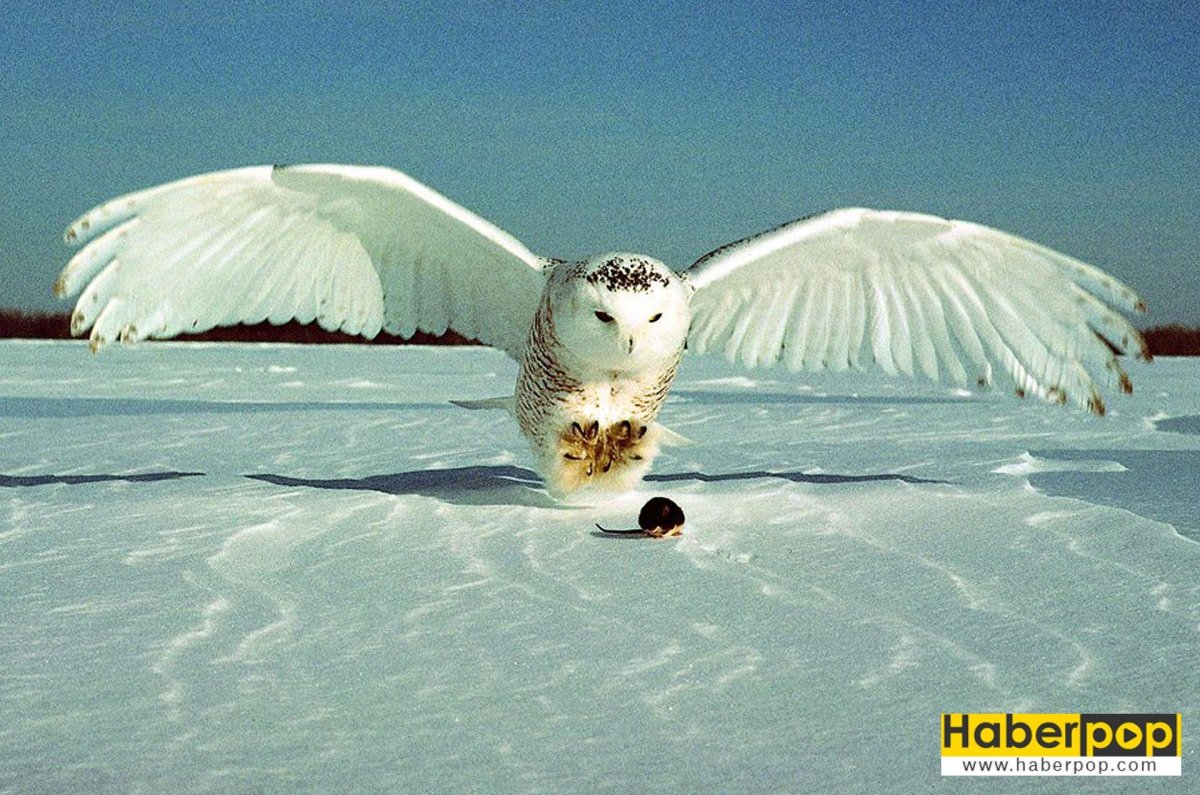 Животные тундры Полярная Сова