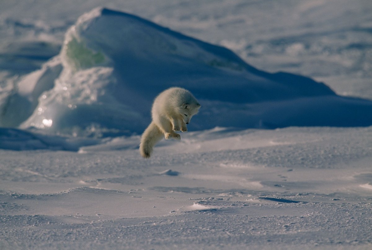 Полярная мышь
