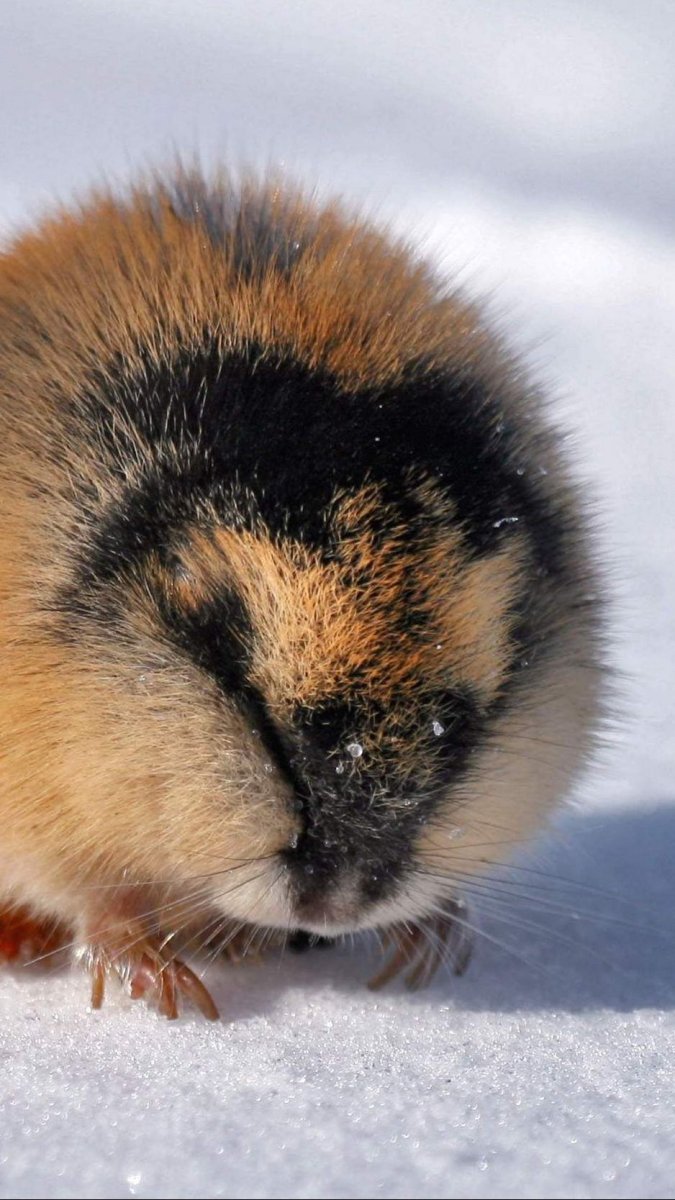 Лемминг Арктический