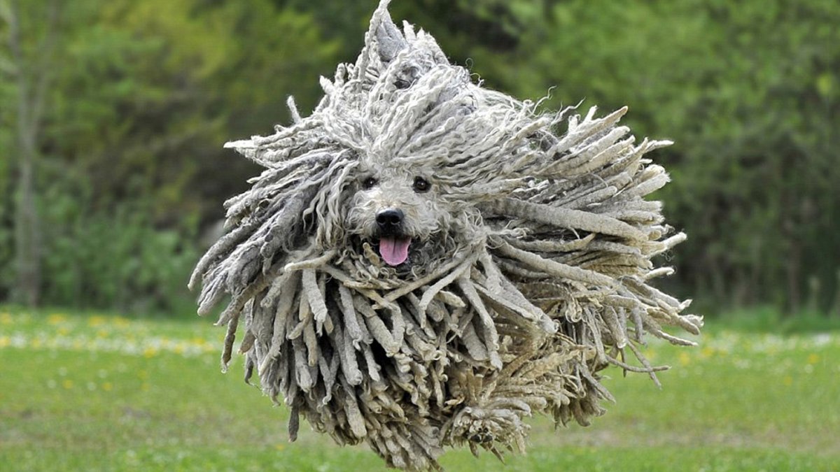 Венгерская овчарка пули венгерская