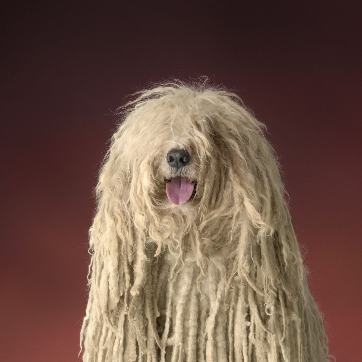 Самая лохматая собака