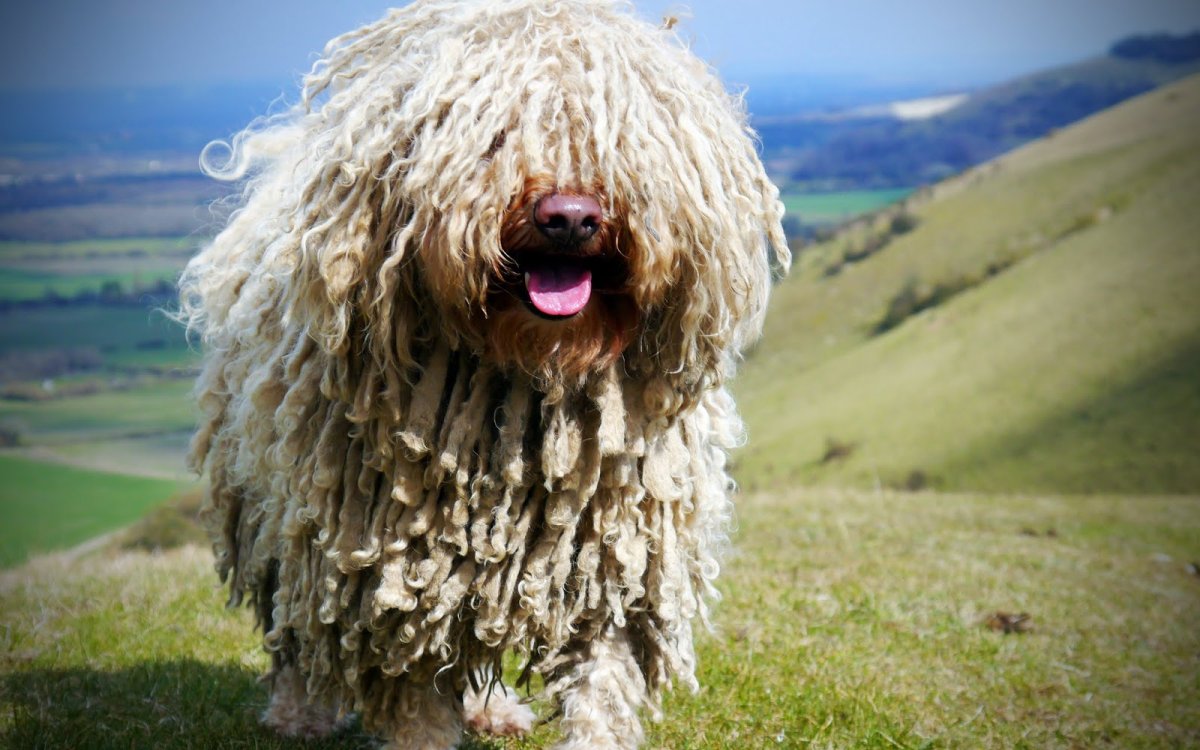 12. Комондор (венгерская овчарка)