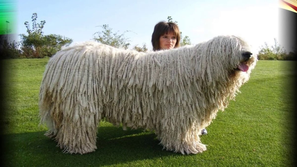 Волосатая собака