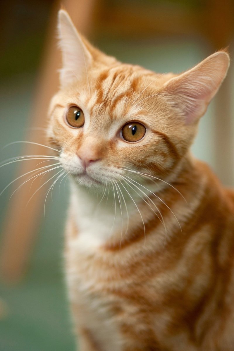 Бразильская короткошерстная кошка рыжая