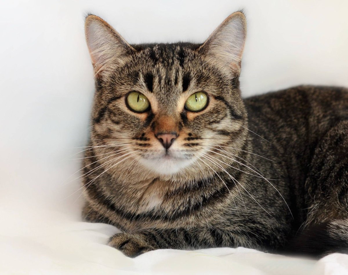 Европейская короткошерстная (Кельтская)